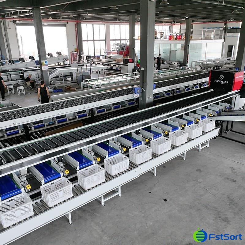 images/1723535273179Clasificación de batatas.jpg